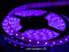 420-430nm Flexible Ultraviolet LED Strip Light, 12V DC, 300 SMD5050 LEDs/roll, 5m/roll